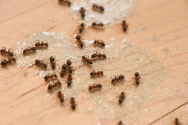 Best Ant Control Services  in Welcome, SC