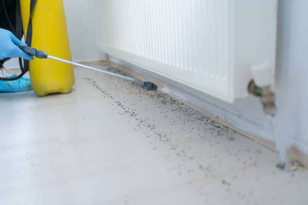 Best Mosquito Control Services  in Welcome, SC