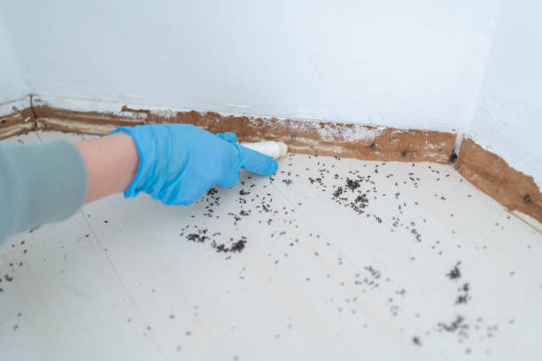 Flea Control Services in Welcome, SC